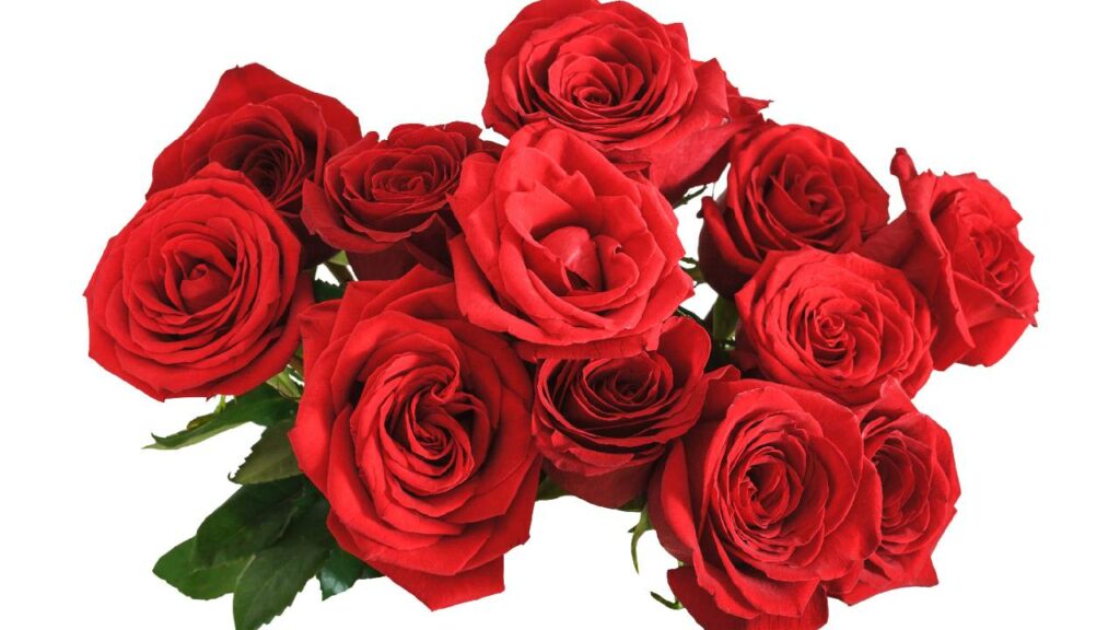 A bunch of red roses on a white background