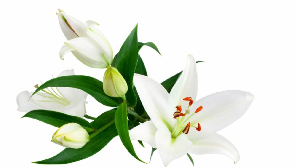 Bunch of lilies on a white background