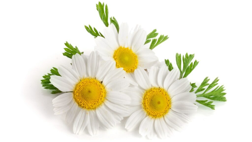 A bunch of white daisies