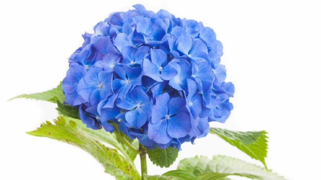 A bunch of blue hydrangeas